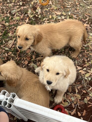 Golden Retriever puppies