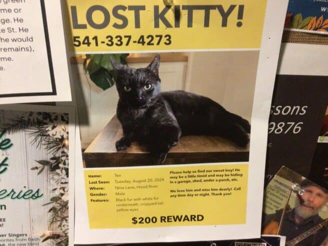 Reward for lost cat