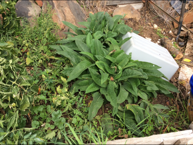 Comfrey plants