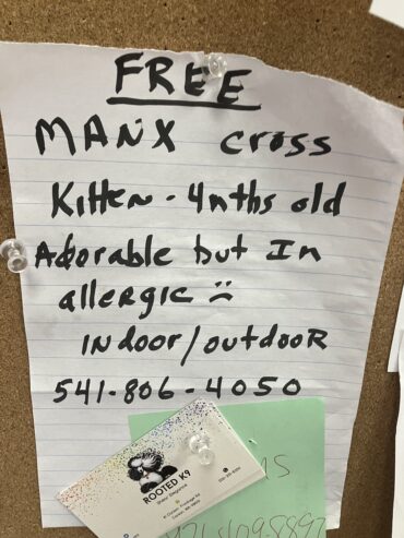 Free kittens