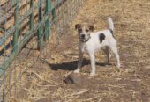 Jack Russell