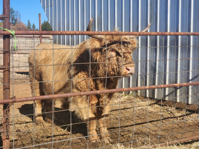 Highland bull