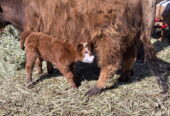 Goat Kids, Weaners, Calves