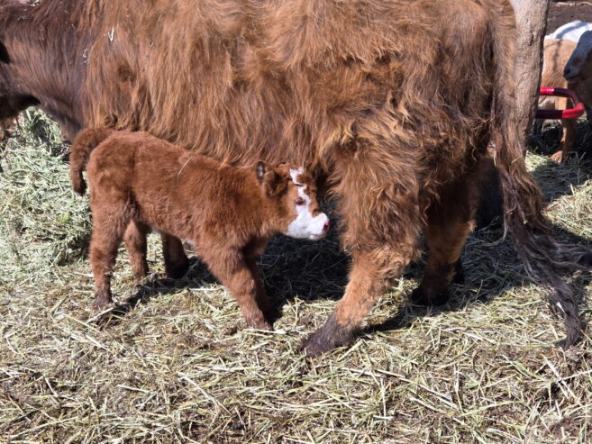 Goat Kids, Weaners, Calves