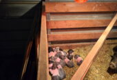 Goat Kids, Weaners, Calves