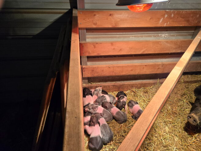Goat Kids, Weaners, Calves