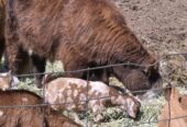 Goat Kids, Weaners, Calves