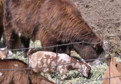 Goat-kid-pic-2