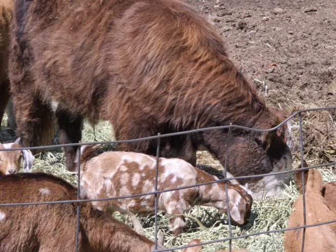 Goat Kids, Weaners, Calves