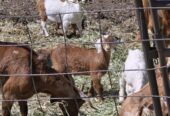 Goat Kids, Weaners, Calves
