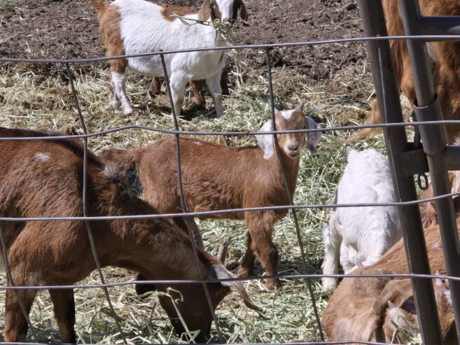 Goat Kids, Weaners, Calves