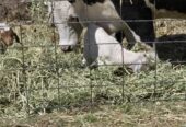 Goat Kids, Weaners, Calves