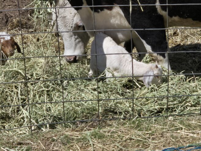 Goat Kids, Weaners, Calves