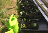 Strawberry plants