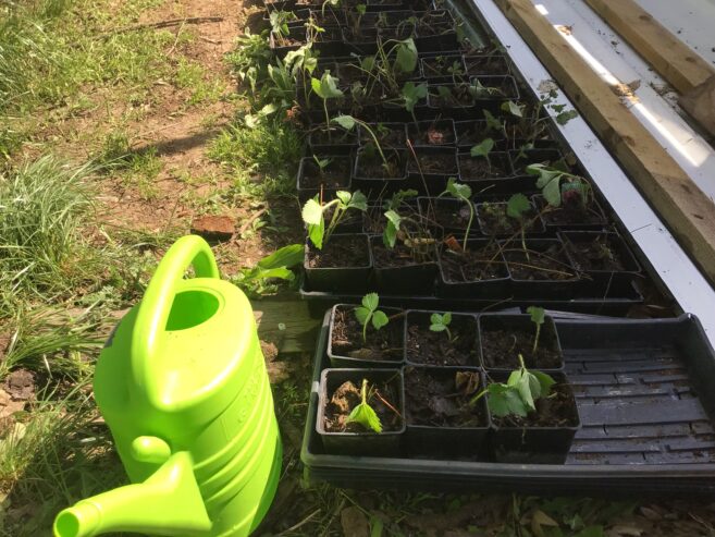 Strawberry plants