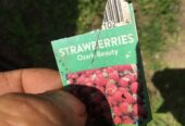 Strawberry plants