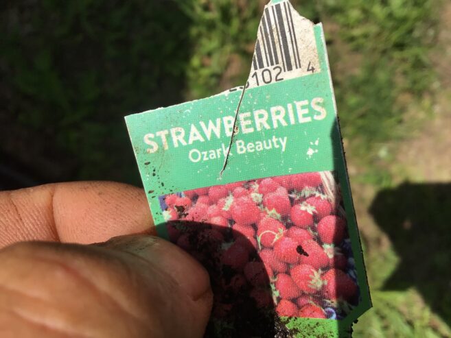 Strawberry plants