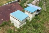 Bee hives