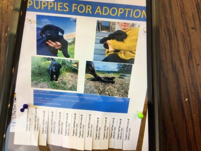 Puppies