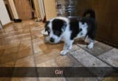 PUPPIES