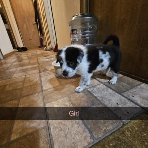 PUPPIES