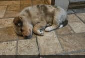PUPPIES