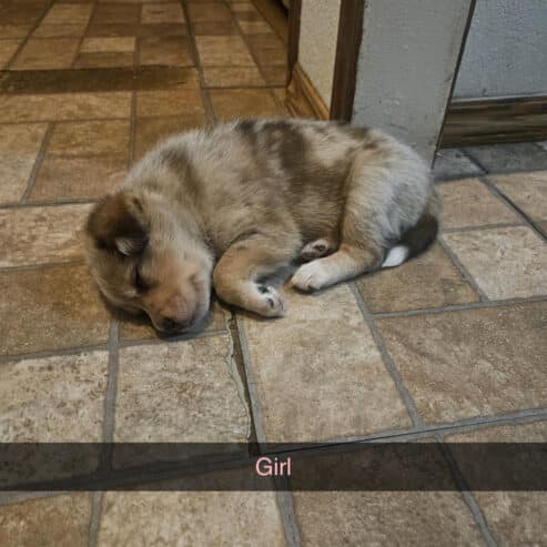 PUPPIES