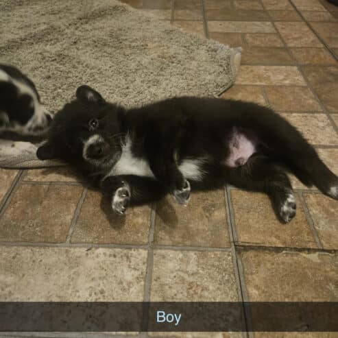 PUPPIES