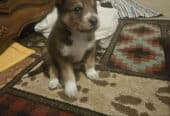 PUPPIES