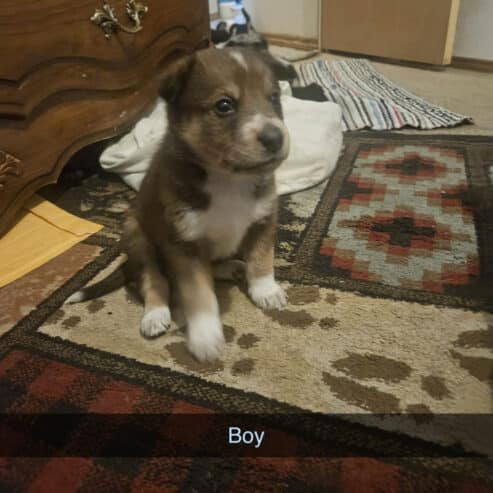 PUPPIES