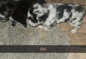PUPPIES