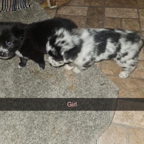 PUPPIES