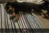 PUPPIES