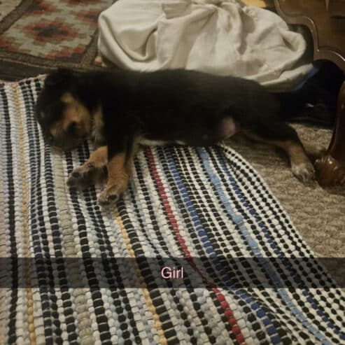 PUPPIES