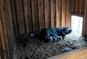 Goat Kids, Weaners, Calves