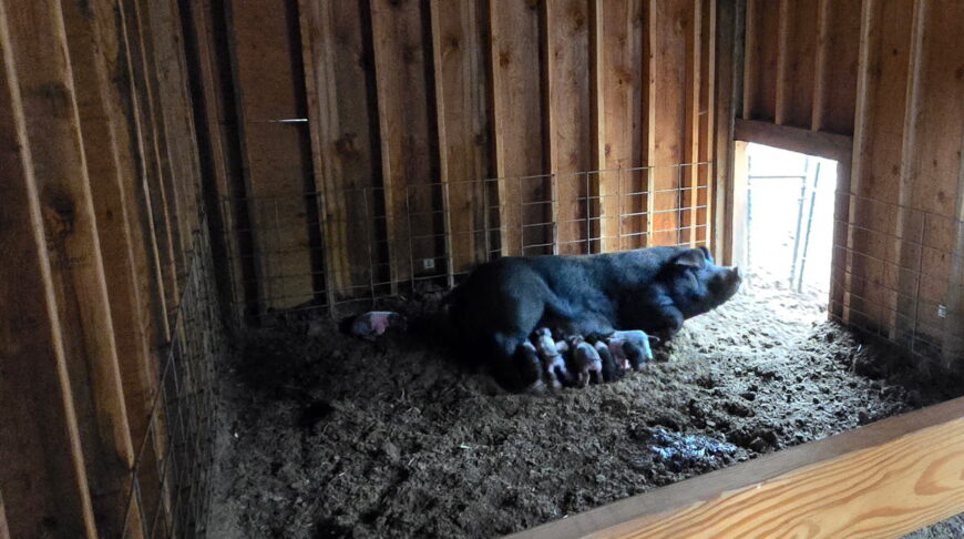 Goat Kids, Weaners, Calves
