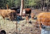 Goat Kids, Weaners, Calves