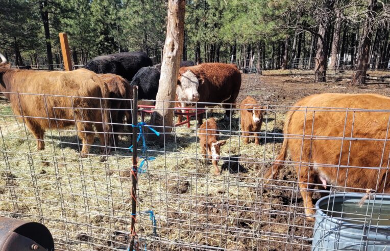 Goat Kids, Weaners, Calves