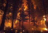 FIGHT FIRE THIS SUMMER – FREE TRAINING – EXCELLENT PAY!!!