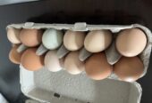 Chicken eggs