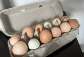 Chicken eggs