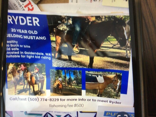 Horse