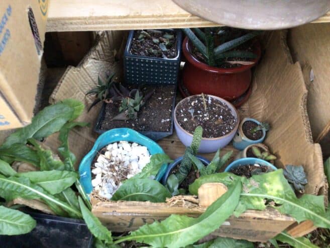 Pots of succulents