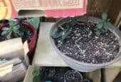 Pots of succulents