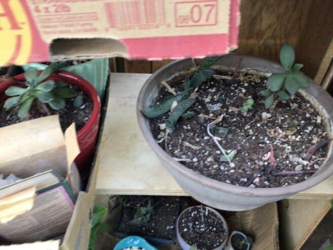 Pots of succulents