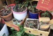 Pots of succulents