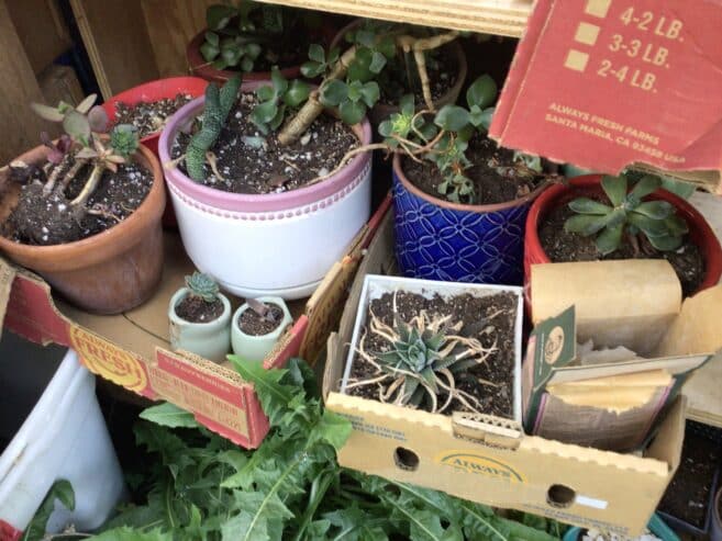 Pots of succulents