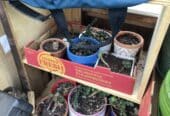 Pots of succulents