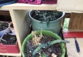 Pots of succulents
