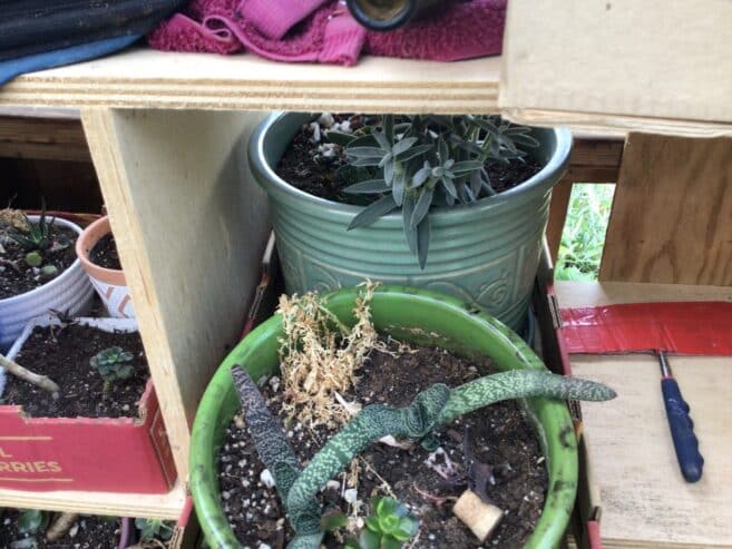 Pots of succulents